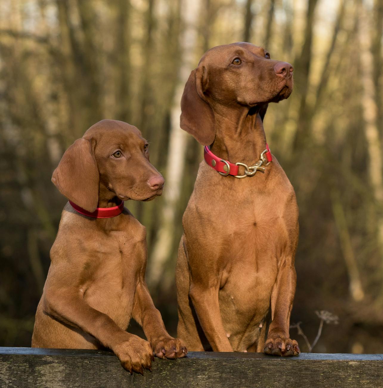Dogs.
