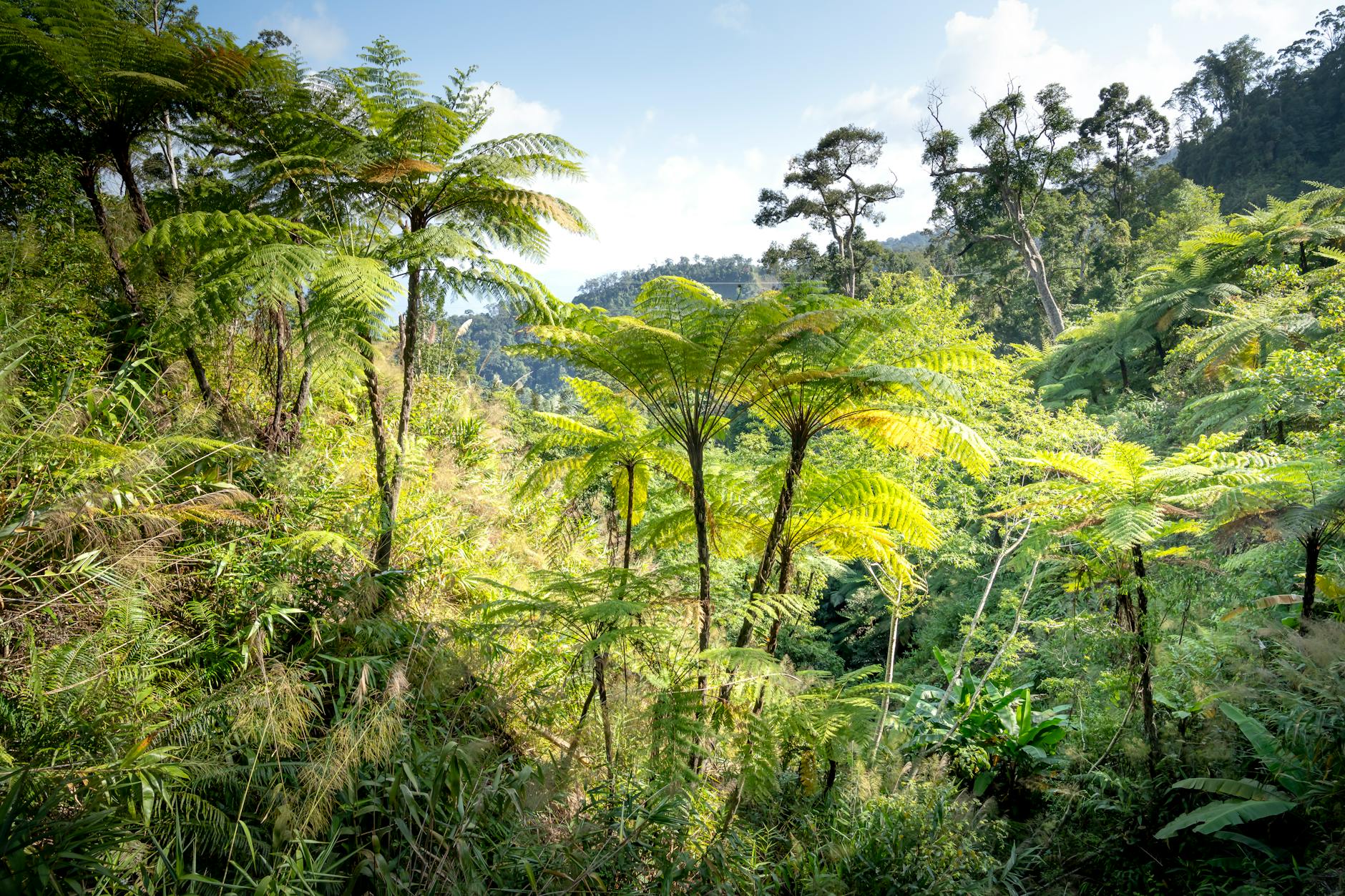 Jungle.