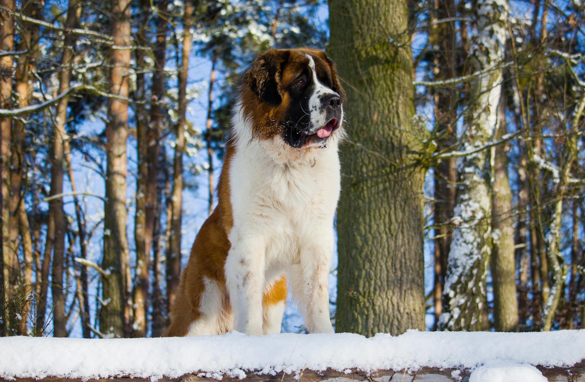 Dog.