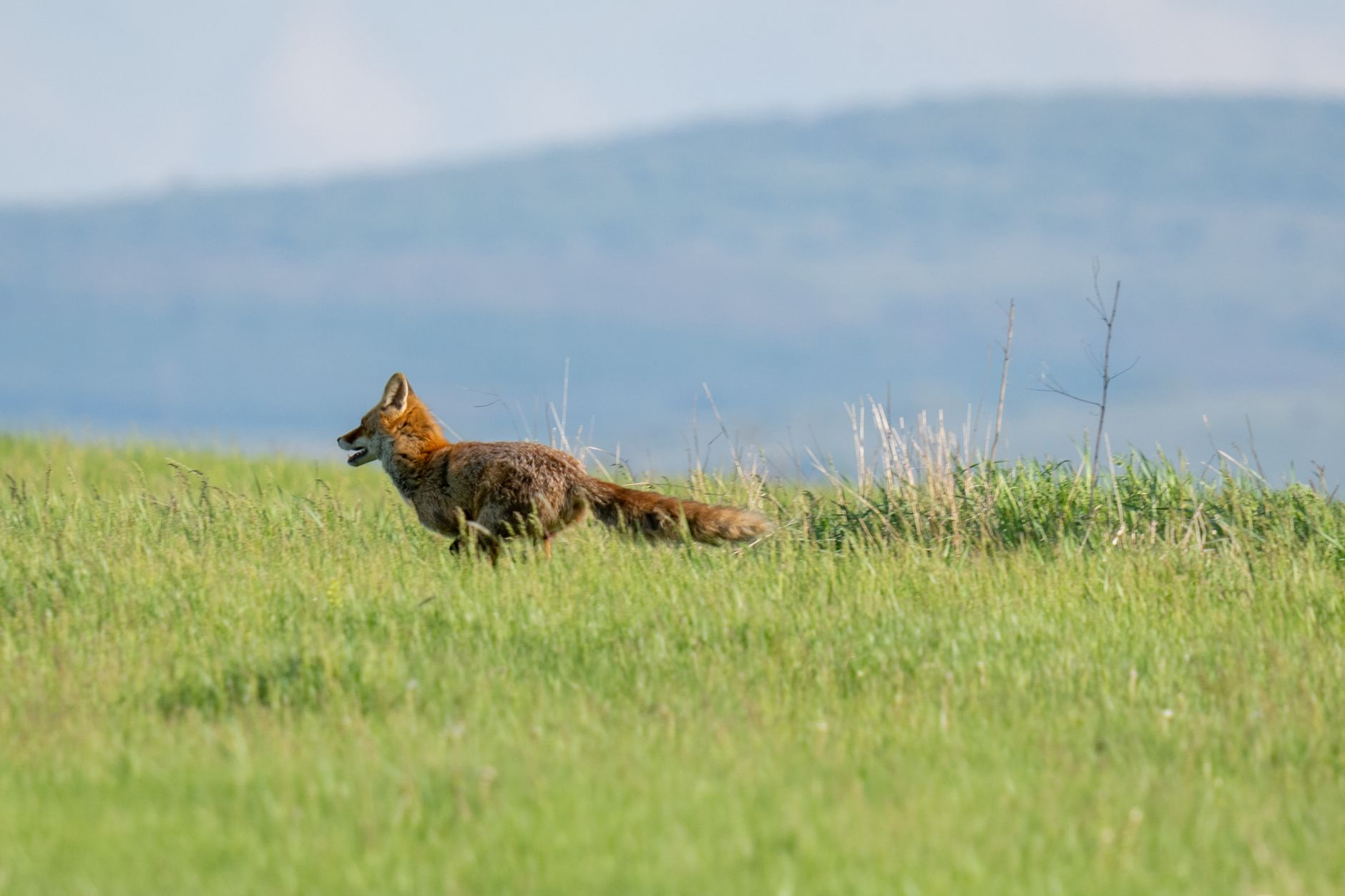 Fox.