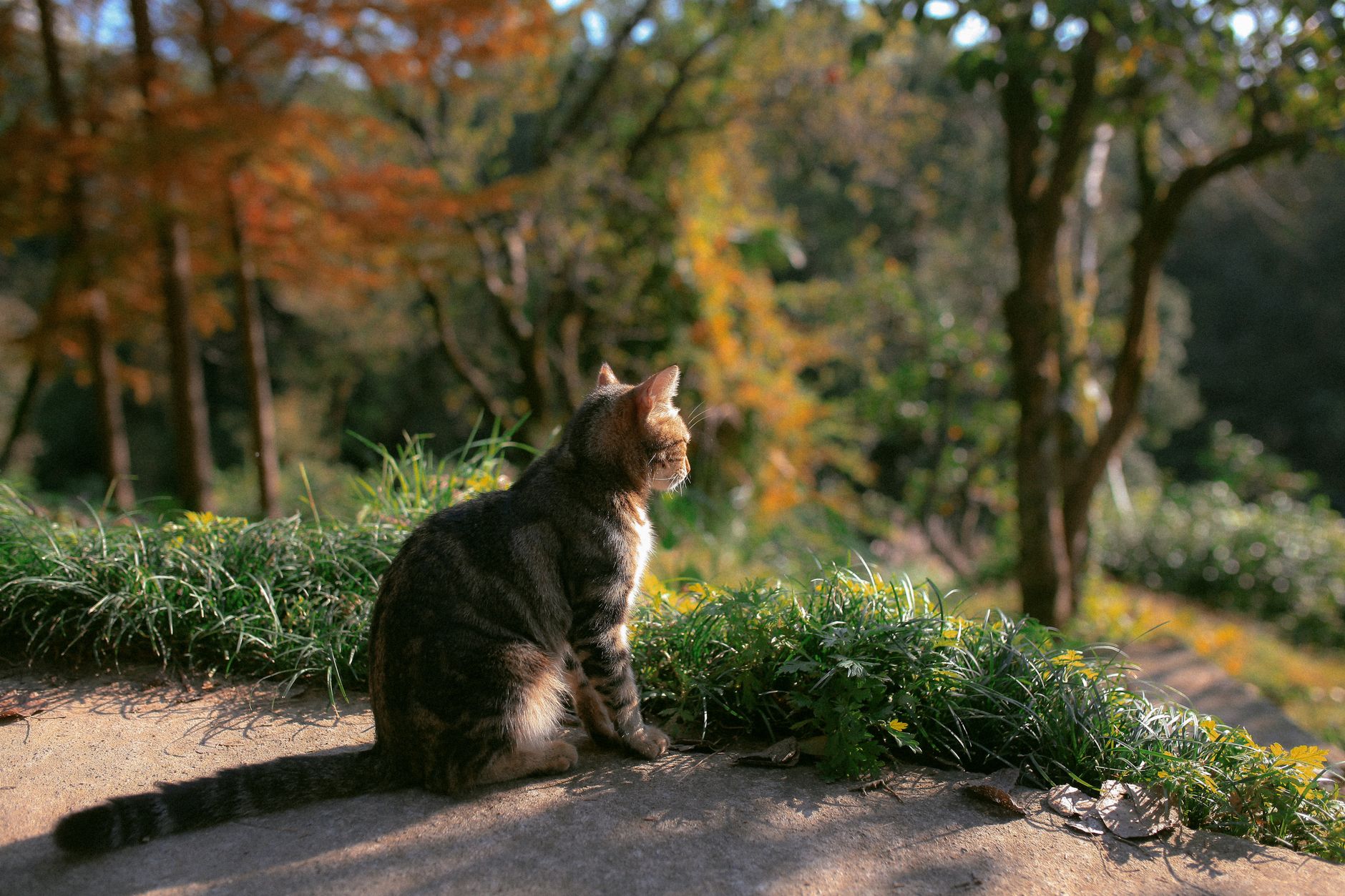 Cat.